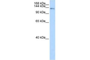 Western Blotting (WB) image for anti-CDKN1A Interacting Zinc Finger Protein 1 (CIZ1) antibody (ABIN2461822)
