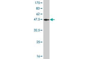 Western Blotting (WB) image for anti-Forkhead Box A1 (FOXA1) (AA 367-472) antibody (ABIN516560)