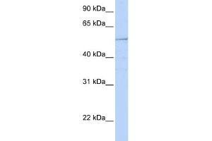 WB Suggested Anti-HNF1B Antibody Titration:  0. (HNF1B antibody  (N-Term))