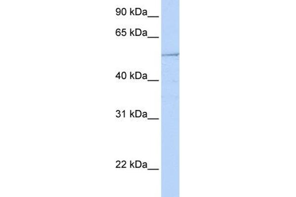 HNF1B antibody  (N-Term)