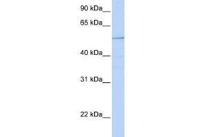 HNF1B antibody  (N-Term)