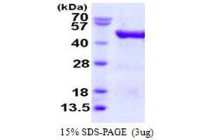 SDS-PAGE (SDS) image for Eukaryotic Translation Initiation Factor 4A3 (EIF4A3) (AA 1-411) protein (His tag) (ABIN667633)