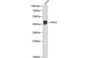 Western blot analysis of extracts of Lovo cells, using P antibody (ABIN6132461, ABIN6145256, ABIN6145257 and ABIN6221064) at 1:1000 dilution. (PAX4 antibody  (AA 50-200))