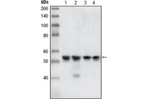 Western Blotting (WB) image for anti-Checkpoint Kinase 1 (CHEK1) antibody (ABIN1106682) (CHEK1 antibody)