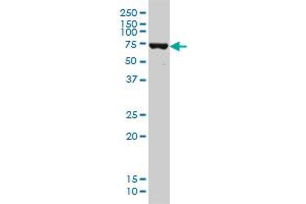 DDX41 antibody  (AA 523-622)