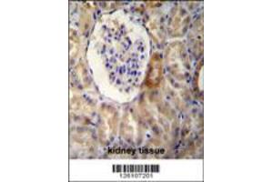 NR3C1 Antibody immunohistochemistry analysis in formalin fixed and paraffin embedded human kidney tissue followed by peroxidase conjugation of the secondary antibody and DAB staining. (Glucocorticoid Receptor antibody  (C-Term))