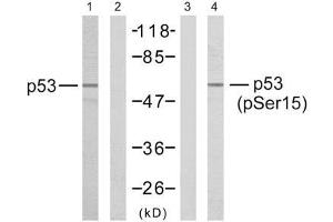 Western blot analysis of the extracts from HeLa cells untreated or treated with hydroxyurea, using p53 (Ab-15) antibody (E021085, Line1 and 2) and p53 (phospho-Ser15) antibody (E011094, Line3 and 4). (p53 antibody  (pSer15))