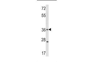 Western blot analysis of hGJB3-C241 in WiDr cell line lysates (35ug/lane)(2ug/ml) (Connexin 31 antibody  (C-Term))