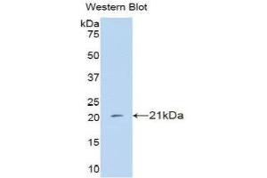 Western Blotting (WB) image for anti-Interferon, alpha 4 (IFNa4) (AA 10-163) antibody (ABIN3209118) (IFNA4 antibody  (AA 10-163))