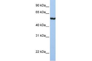 WB Suggested Anti-SLC39A5 Antibody Titration:  1 ug/ml  Positive Control:  Placenta (SLC39A5 antibody  (N-Term))