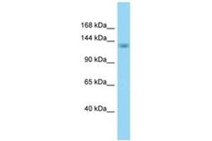 Image no. 1 for anti-RNA Binding Motif Protein 16 (RBM16) (AA 645-694) antibody (ABIN6748332) (RBM16 antibody  (AA 645-694))