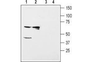 Western blot analysis of rat kidney (lanes 1 and 3) and liver (lanes 2 and 4) membranes: - 1,2. (KIR5.1 antibody  (C-Term, Intracellular))