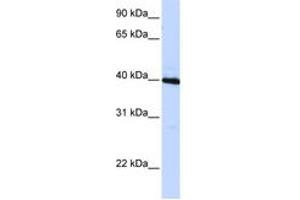 Image no. 1 for anti-CCAAT/enhancer Binding Protein (C/EBP), beta (CEBPB) (AA 72-121) antibody (ABIN6744220) (CEBPB antibody  (AA 72-121))