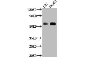 Western Blot Positive WB detected in: L02 whole cell lysate, HepG2 whole cell lysate All lanes: Monoamine Oxidase B Antibody at 1:1000 Secondary Goat polyclonal to rabbit IgG at 1/50000 dilution Predicted band size: 59, 47 kDa Observed band size: 59 kDa (Recombinant Monoamine Oxidase B antibody)