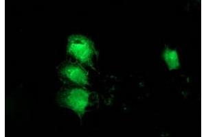 Anti-MGLL mouse monoclonal antibody (ABIN2454564) immunofluorescent staining of COS7 cells transiently transfected by pCMV6-ENTRY MGLL (RC218358). (MGLL antibody)