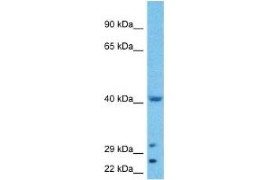 Host:  Rabbit  Target Name:  WWTR1  Sample Type:  HepG2 Whole Cell lysates  Antibody Dilution:  1. (WWTR1 antibody  (N-Term))