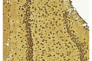 ZC3H8 antibody  (Internal Region)