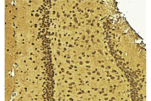 ZC3H8 antibody  (Internal Region)