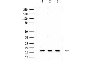 anti-Hairy and Enhancer of Split 3 (HES3) (N-Term) antibody