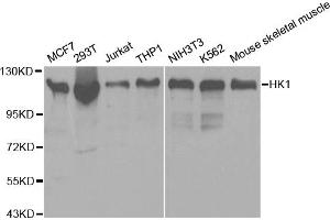 Western blot analysis of extracts of various cell lines, using HK1 antibody (ABIN5970413) at 1/500 dilution. (Hexokinase 1 antibody)