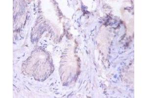 Immunohistochemistry of paraffin-embedded human prostate tissue using ABIN7164978 at dilution of 1:100