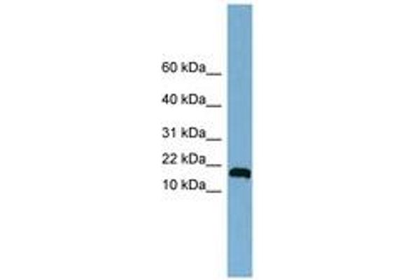 ANKRD37 antibody  (C-Term)