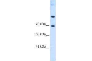 Western Blotting (WB) image for anti-Solute Carrier Family 7 (Cationic Amino Acid Transporter, Y+ System), Member 4 (SLC7A4) antibody (ABIN2462744) (SLC7A4 antibody)