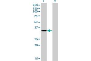Western Blot analysis of MSI2 expression in transfected 293T cell line by MSI2 monoclonal antibody (M08), clone 2D12.
