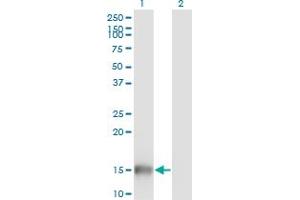 Western Blot analysis of UBL3 expression in transfected 293T cell line by UBL3 monoclonal antibody (M05), clone 3A8. (UBL3 antibody  (AA 1-117))