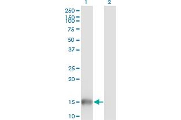 UBL3 antibody  (AA 1-117)