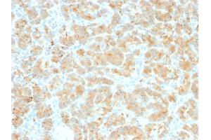 Formalin-fixed, paraffin-embedded human Pancreas stained with GP2 Recombinant Rabbit Monoclonal Antibody (GP2/2569R). (Recombinant GP2 antibody  (AA 35-179))