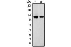 Western blot analysis of Transglutaminase 2 expression in ECV304 (A), TF1 (B) whole cell lysates. (Transglutaminase 2 antibody  (N-Term))