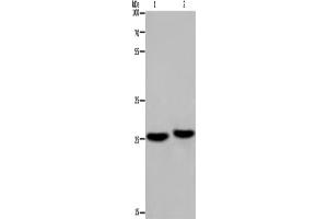 Western Blotting (WB) image for anti-Ependymin Related Protein 1 (Zebrafish) (EPDR1) antibody (ABIN2423381)