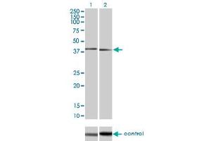 Western blot analysis of MAPK11 over-expressed 293 cell line, cotransfected with MAPK11 Validated Chimera RNAi (Lane 2) or non-transfected control (Lane 1). (MAPK11 antibody  (AA 255-364))
