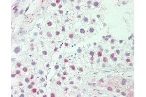 Anti-HEPHL1 antibody IHC staining of human testis.