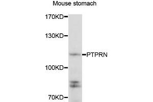 Western blot analysis of extracts of mouse stomach cells, using PTPRN antibody. (PTPRN antibody)