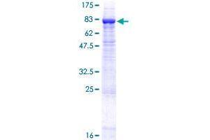 EDEM2 Protein (AA 1-578) (GST tag)