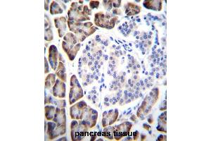 UROC1 Antibody (Center) immunohistochemistry analysis in formalin fixed and paraffin embedded human pancreas tissue followed by peroxidase conjugation of the secondary antibody and DAB staining. (UROC1 antibody  (Middle Region))