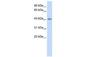 Western Blotting (WB) image for anti-Serotonin Receptor 5A (HTR5A) antibody (ABIN2460112) (Serotonin Receptor 5A antibody)