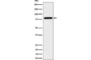 Western blot analysis of PRMT7 expression in HeLa cell lysate. (Recombinant PRMT7 antibody)