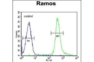 PNLDC1 Antibody (C-term) (ABIN655332 and ABIN2844899) flow cytometric analysis of Ramos cells (right histogram) compared to a negative control cell (left histogram). (PNLDC1 antibody  (C-Term))