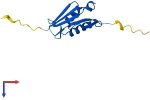 AlphaFold protein structure predicition of Human Recombinant RPL22L1 Protein, UniprotID Q6P5R6 (RPL22/L1 Protein (AA 1-122) (His tag))