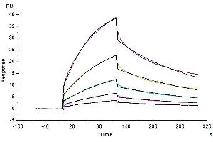 Mouse CD47, hFc Tag captured on CM5 Chip via Protein A can bind Mouse SIRP alpha, His Tag with an affinity constant of 28. (CD47 Protein (CD47) (AA 19-140) (Fc Tag))