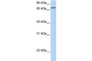 Western Blotting (WB) image for anti-Zinc Finger Protein 418 (ZNF418) antibody (ABIN2459442) (ZNF418 antibody)