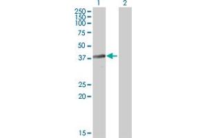 Western Blot analysis of BNIPL expression in transfected 293T cell line by BNIPL MaxPab polyclonal antibody. (BNIPL antibody  (AA 1-275))