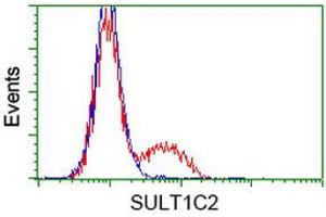 HEK293T cells transfected with either RC202775 overexpress plasmid (Red) or empty vector control plasmid (Blue) were immunostained by anti-SULT1C2 antibody (ABIN2454411), and then analyzed by flow cytometry. (SULT1C2 antibody)