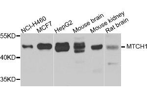 Western blot analysis of extracts of various cell lines, using MTCH1 antibody (ABIN5975695) at 1/1000 dilution. (MTCH1 antibody)