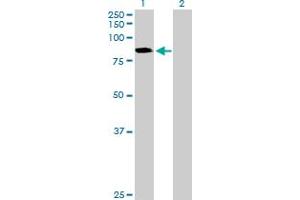 Western Blot analysis of CTNNAL1 expression in transfected 293T cell line by CTNNAL1 MaxPab polyclonal antibody.