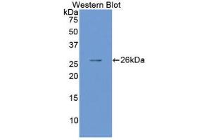 Western Blotting (WB) image for anti-SMAD, Mothers Against DPP Homolog 1 (SMAD1) (AA 270-465) antibody (ABIN1860586)