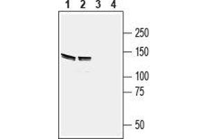 Western Blotting (WB) image for anti-EPH Receptor B4 (EPHB4) (AA 472-486), (Extracellular) antibody (ABIN7043127)